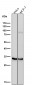 Anti-PIM1 Rabbit Monoclonal Antibody